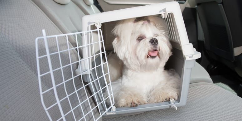 Cómo llevar a mi perro en el coche DGT y consejos prácticos